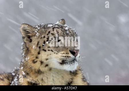 Portrait of a Snow Leopard Panthera uncia snowing captive USA