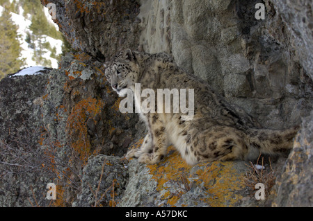 Snow Leopard Panthera uncia on rocks captive USA Stock Photo