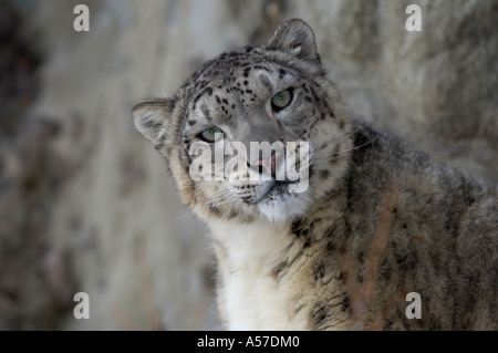 Snow Leopard face Panthera uncia showing tapetum lucidum captive USA Stock Photo