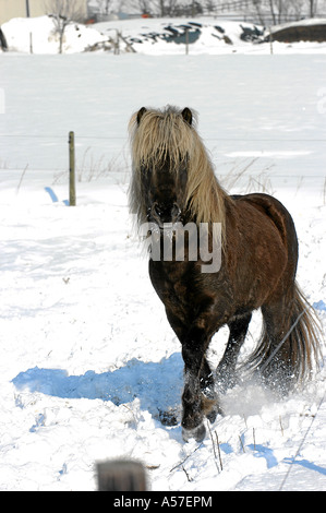 Islandic Horse Islandpony Stock Photo