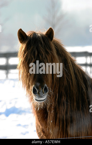 Islandic Horse Islandpony Stock Photo