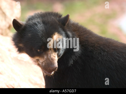 Lounging Bear Stock Photo