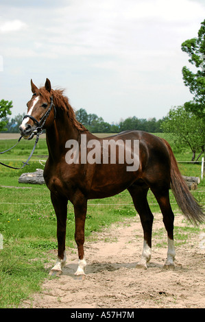 kisberi kisberer horse, rare hungarian breed Stock Photo