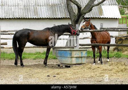 kisberi kisberer horse, rare hungarian breed Stock Photo