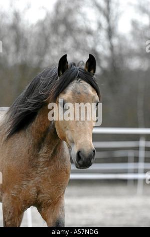 Morgan Horse Stock Photo