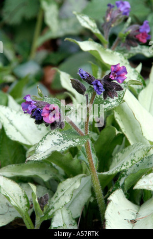 Pulmonaria Diana Clare Stock Photo