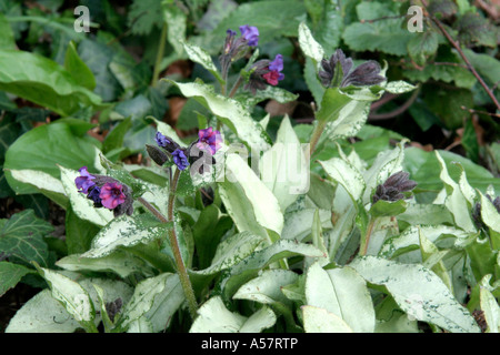 Pulmonaria Diana Clare Stock Photo