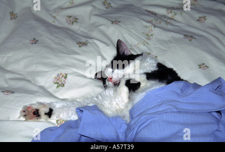 Black and white cat sleeping on bed covered with blue shirt Stock Photo