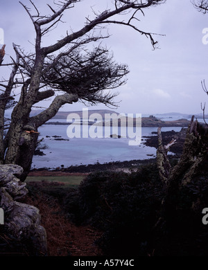 Windswept tree on coastal path Tresco Isles of Scilly Cornwall UK Stock Photo