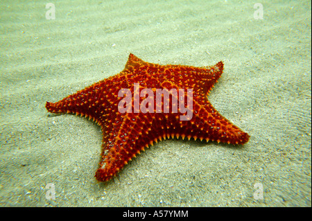 Giant Starfish under water at the coast of Isla Colon, Bocas del Toro province, Republic of Panama. Stock Photo
