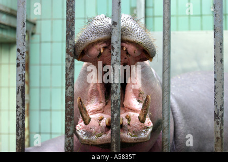 A hippo (Hippopotamus amphibus) in the zoo of Frankfurt (Germany) yawns behind the bars. Frankfurt, Hesse, Germany Stock Photo