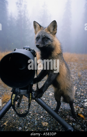 Cross Fox (Vulpes vulpes) with photocamera, an example of color variations within a species, British Columbia, Canada Stock Photo