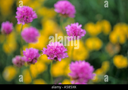 Alpine chives Allium schoenoprasum Stock Photo