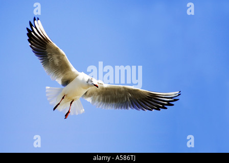 Black-headed gull (Larus ridibundus) flying Stock Photo