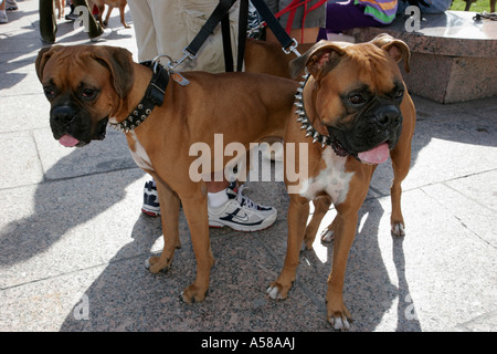 Miami Florida,Bayfront Park,Purina Walk for the Animals,fundraiser,corporate,sponsor animal,boxer dogs,leash,visitors travel traveling tour tourist to Stock Photo