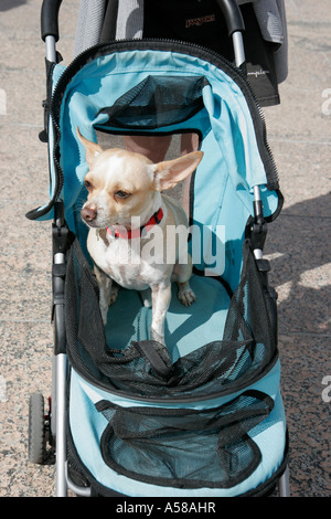 Miami Florida,Bayfront Park,Purina Walk for the Animals,fundraiser,corporate,sponsor animal,Chihuahua dog,stroller,FL070224060 Stock Photo