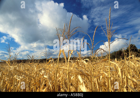 Cornfield in fall Minnesota Stock Photo