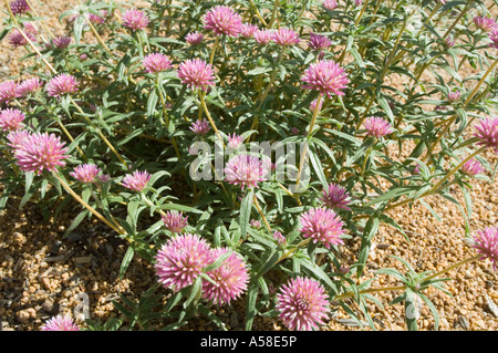 Globe amaranth (Gomphrena globosa) flowering in Botanical Garden, Kings Park, Perth Western Australia Stock Photo