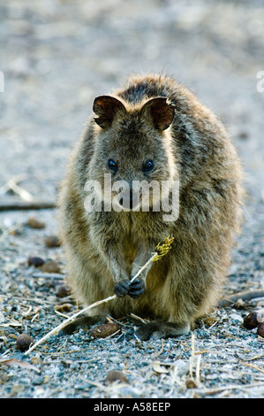 Quokka (Setonix brachyurus) adult, feeding on vegetation, on barren ground during drought, Rottnest Island, Western Australia Stock Photo