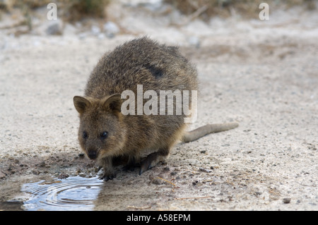 Quokka (Setonix brachyurus) drinking at the tourist fountain, summer of drought, February 2007, Rottnest Island, SW Australia Stock Photo