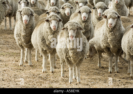 Merino flock during drought conditions, Rocky Gully, Western Australia, February 2007 Stock Photo