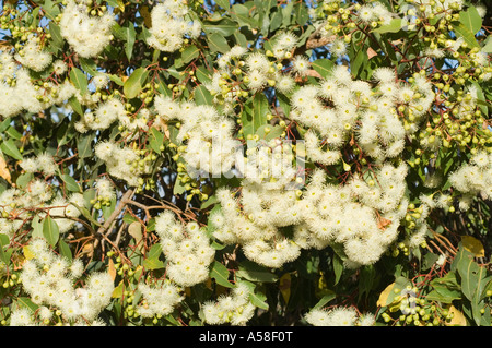 Snow Gum (Eucalyptus pauciflora) in flower Wastern Australia, February Stock Photo