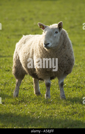 dh Sheep ANIMALS FARMING Texal ewe grass field Orkney