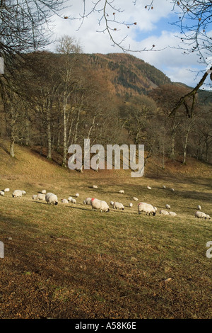 dh  STRATHTUMMEL PERTHSHIRE Scotland glen livestock Flock of sheep grazing in fields uk rural countryside