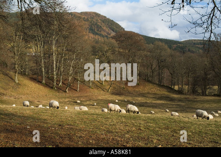 dh  STRATHTUMMEL PERTHSHIRE Scottish Flock of sheep grazing in fields countryside scotland glen uk