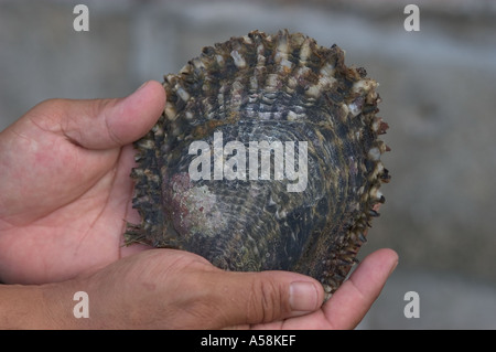 Black lipped pearl oyster hi-res stock photography and