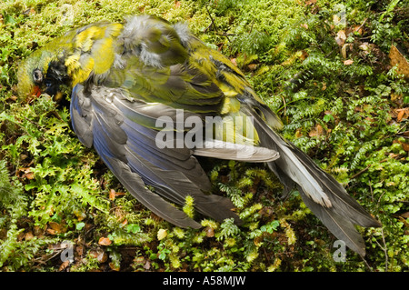 Green Rosella (Platycercus caledonicus) road casualty, Cradle Mountains NP Tasmania, Australia Stock Photo