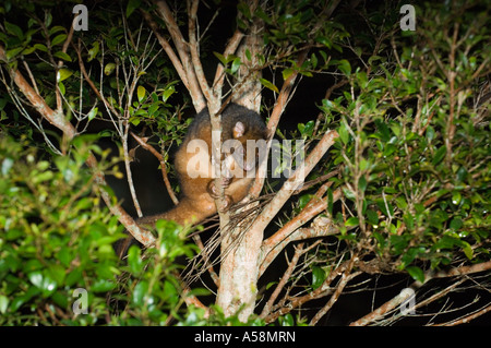 Common Ringtail Possum (Pseudocheirus peregrinus) sitting in the tree at night, Lamington National Park, Queensland, Australia Stock Photo