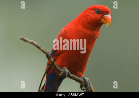 Red Lory (Eos bornea) perch on branch, Lory Loft Jurong BirdPark Singapore Stock Photo