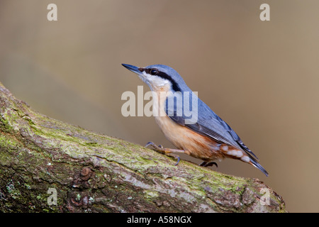 Nuthatch Sitta europaea perched on oak branch looking alert with nice out of focus background salcey forest northants Stock Photo