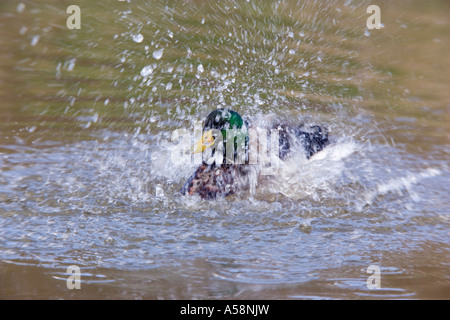 Male Mallard Anas platyrhynchos bathing in pond with water splashing and ripples potton bedfordshire Stock Photo