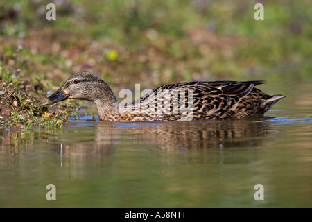 Female Mallard Anas platyrhynchos swimming on pond feeding from edge with reflection in water potton bedfordshire Stock Photo