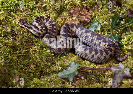 Adder Vipera berus  coiled on moss covered log sunning itself showing good markings leicestershire Stock Photo