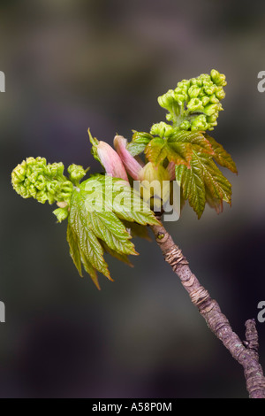 New spring growth of Sycamore - Acer pseudoplatanus with nice out of focus background potton bedfordshire Stock Photo