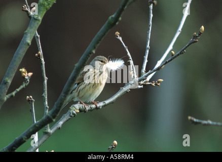 Female Linnet With Nesting Material (Carduelis cannabina) in the Uk Stock Photo