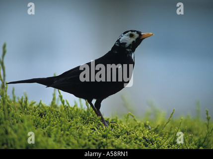 Male Albino Blackbird on Hedge (Turdus merula) in the Uk Stock Photo