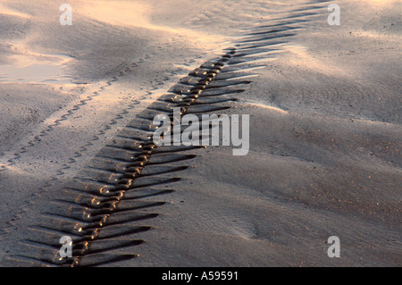 TYRE MARK IN WET SAND ON NORFOLK BEACH AT DAWN NORFOLK EAST ANGLIA ENGLAND UK Stock Photo