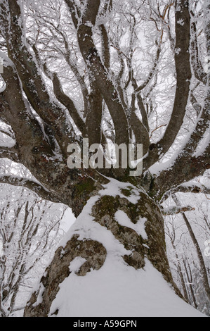 Snow Covered Tree, Black Forest, Baden-Wurttemburg, Germany Stock Photo