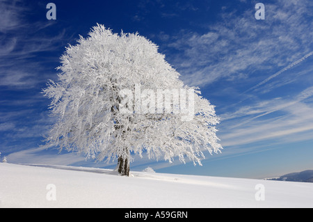 Snow-Covered Beech Tree, Black Forest, Baden-Wurttemburg, Germany Stock Photo