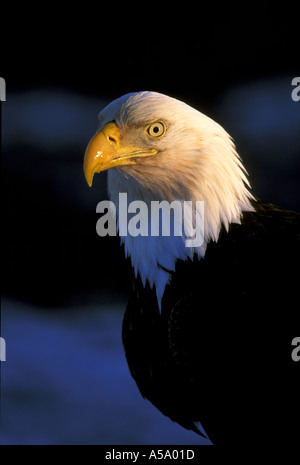 Bald Eagle Haliaeetus leucocephalus perched at sunset in Homer Kenai Peninsula Alaska USA Stock Photo