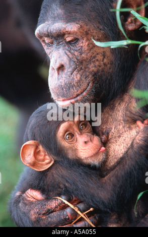 Chimpanzee Pan troglodytes Mother nurturing her baby Chimfunshi Chimpanzee Orphanage Zambia Stock Photo