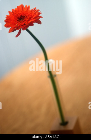 Single red gerbera in glass vase on table Stock Photo