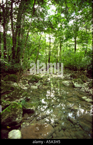 Belize Blue Creek Stream through rainforest Stock Photo