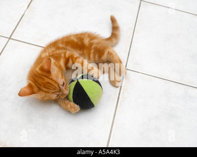 Eight Week Old Ginger Kitten Playing with Ball Stock Photo