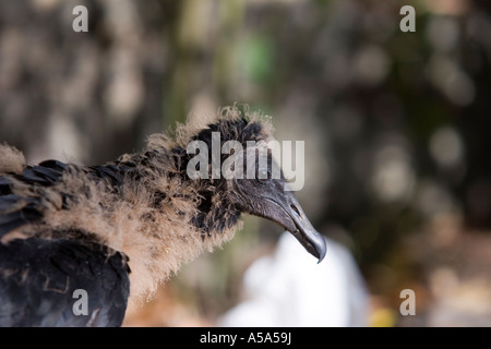 American black Vulture chick Stock Photo