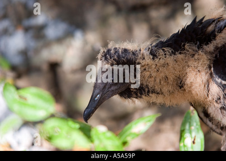 American black Vulture chick Stock Photo